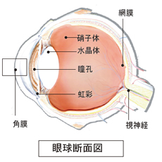 眼球の断面図