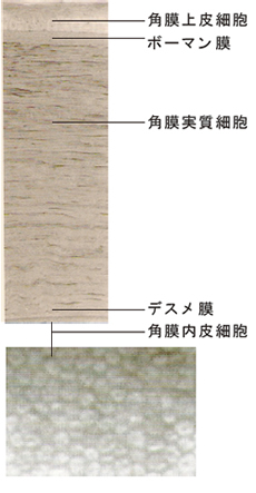 角膜の解剖学的構造