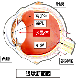 眼球断面図